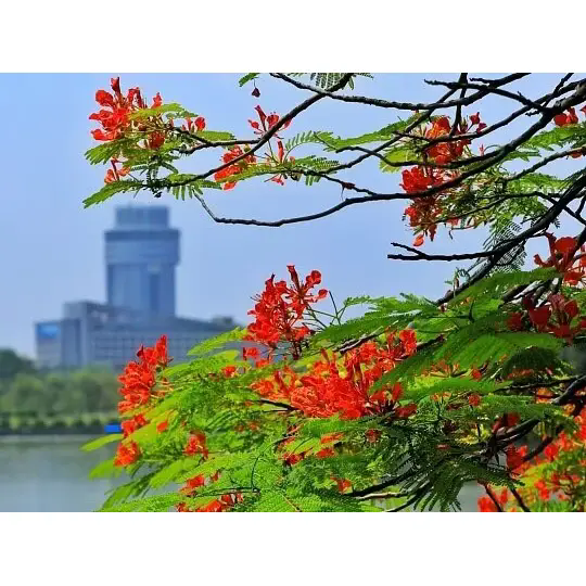 Как Royal Poinciana създава зашеметяващи тропически пейзажи? Как Royal Poinciana създава зашеметяващи тропически пейзажи?