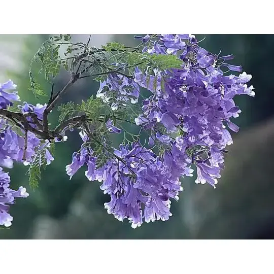 Как едно дърво Jacaranda създава зашеметяващи пейзажи и дълготрайна красота? Как едно дърво Jacaranda създава зашеметяващи пейзажи и дълготрайна красота?