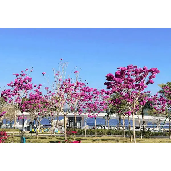 Какво прави Purple Trumpet Tree идеален избор за зашеметяващи ландшафтни проекти?