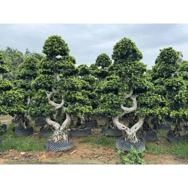 Улични дървета Ficus Microcarpa