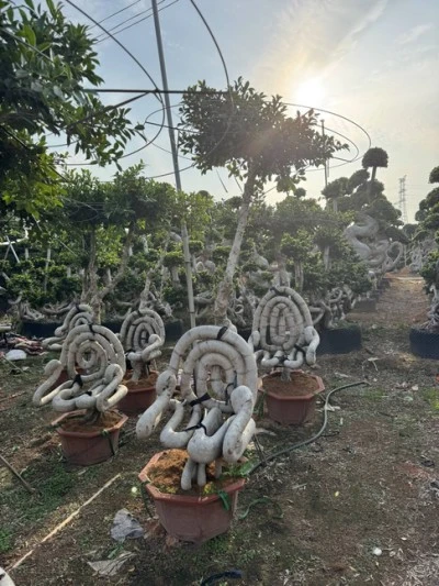 Ficus Microcarpa Street Trees