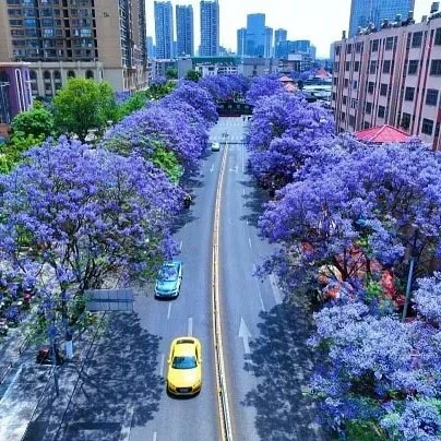 Jacaranda Tree Liners