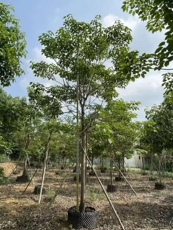 Purple Trumpet Tree Liners