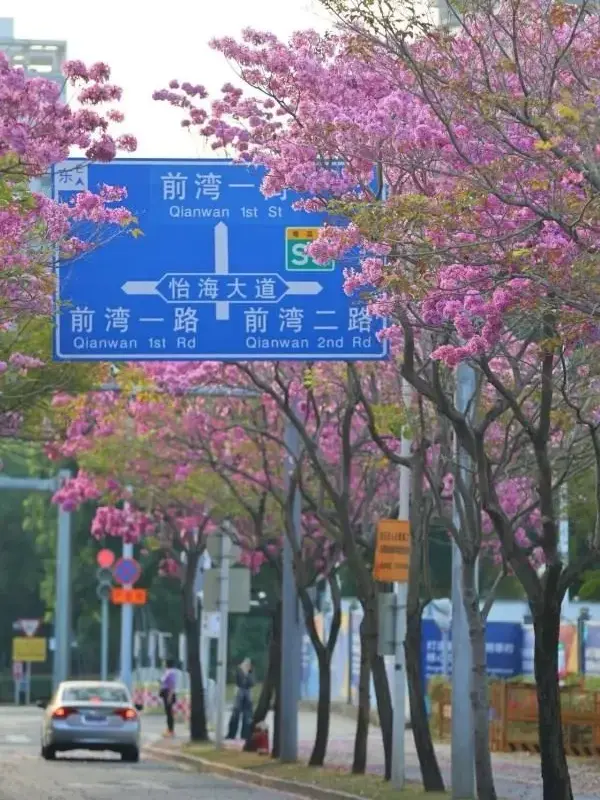 Purple Trumpet Tree Liners