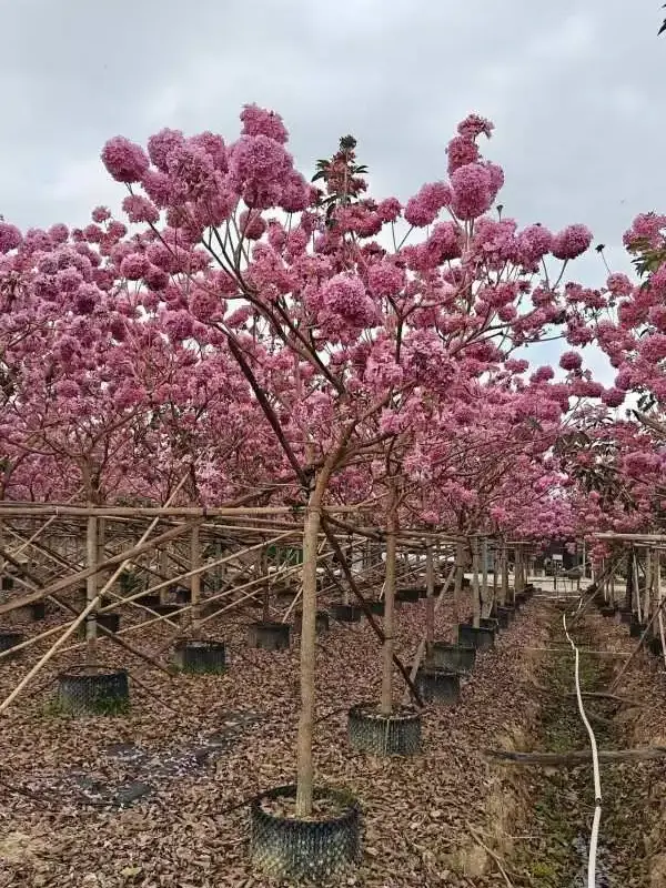 Purple Trumpet Tree Liners