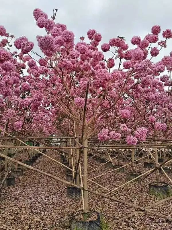 Purple Trumpet Tree Liners