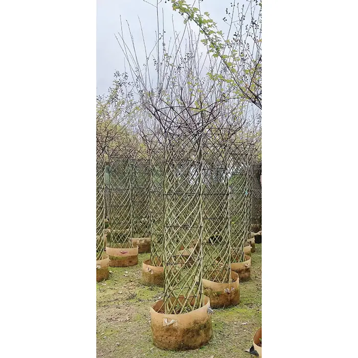 Образец Crape Myrtle Tree