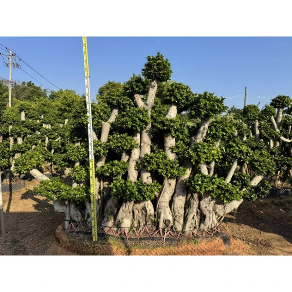Образец Ficus microcarpa Tree