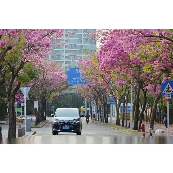 Образец Purple Trumpet Tree
